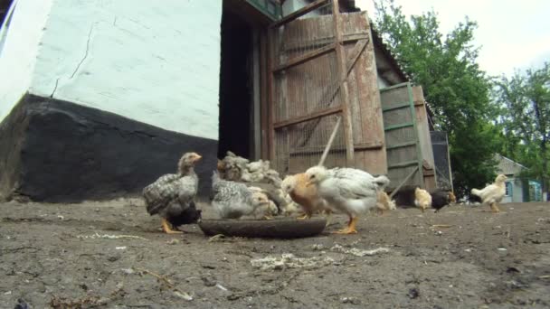 Cheesy chicken coop. A flock of chickens eating their food which lies on the floor. Close-up. Lovely chicks. — Stock Video