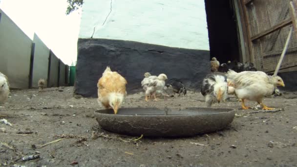 Un pollaio scadente. Un branco di polli che mangia il loro cibo che giace sul pavimento. Primo piano. Belle pollastrelle . — Video Stock