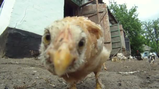 Kitschiger Hühnerstall. Eine Herde Hühner frisst ihr Futter, das auf dem Boden liegt. Nahaufnahme. liebliche Küken. — Stockvideo