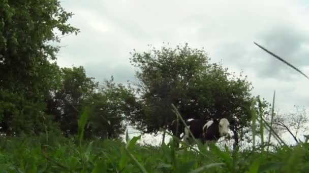 Una vaca graciosa. Hermosas visitas de vacas jóvenes en un campo verde . — Vídeos de Stock
