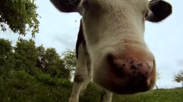 Vaca engraçada. Bonitas visitas de vacas jovens em um campo verde . — Vídeo de Stock