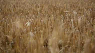 olgunlaşmış buğday