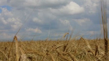 Yalnız koni. altın renkli güzel mavi gökyüzü olgunlaşmış buğday koniler.