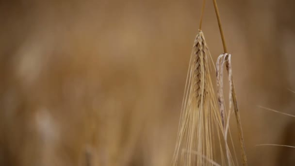 Дозрілий пшеничний конус золотистого кольору крупним планом . — стокове відео