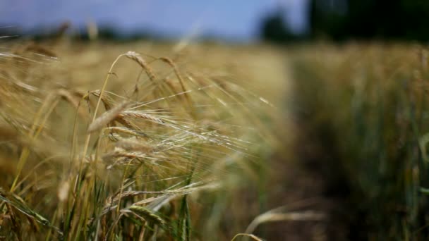 Tarwe oogst. oplopende oogst van landbouwproducten. Wheaten kegel close-up. verandering van de focus van de voorgrond naar de achtergrond. — Stockvideo