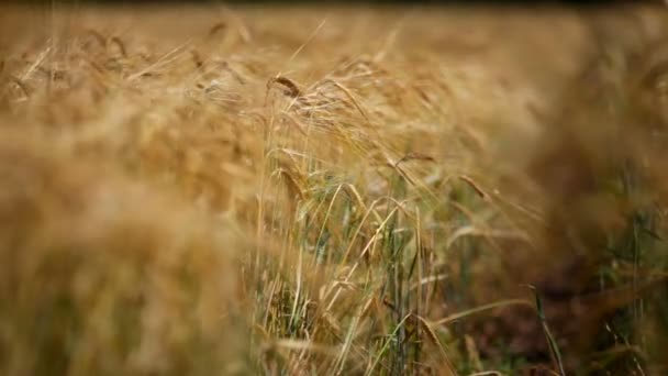 Cosecha de trigo. Cosecha ascendente de productos agrícolas. Wheaten cono de cerca. Cambio de enfoque del primer plano al fondo . — Vídeos de Stock