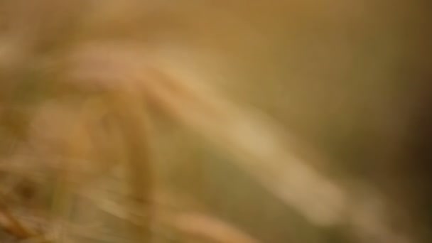 Wheat harvest. Ascending harvest of agricultural products. Wheaten cone close up. Change of focus from the foreground to the background. — Stock Video