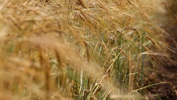 Cosecha de trigo. Cosecha ascendente de productos agrícolas. Wheaten cono de cerca. Cambio de enfoque del primer plano al fondo . — Vídeos de Stock