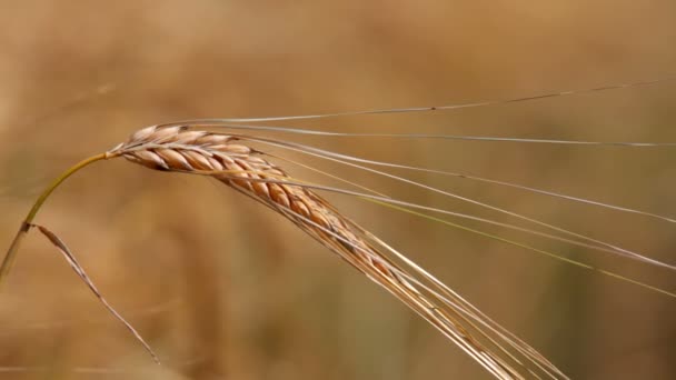 Weizenernte. steigende Ernte landwirtschaftlicher Erzeugnisse. Weizenzapfen aus nächster Nähe. Fokuswechsel vom Vordergrund in den Hintergrund. — Stockvideo