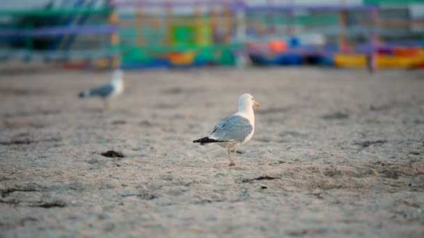 Verschillende meeuwen. Meeuwen aan een zandstrand na een hevige storm. drie frame. — Stockvideo