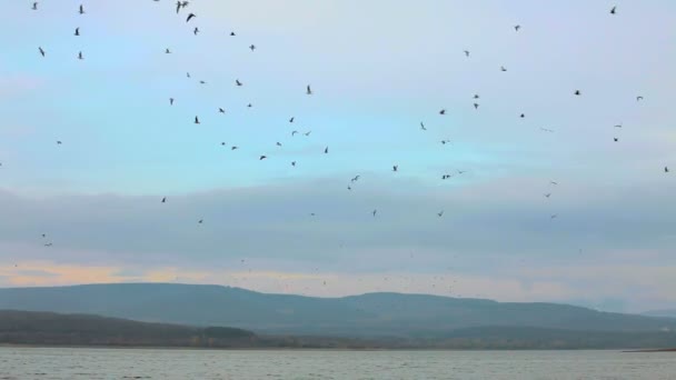 A large flock of birds flying in the sky. — Stock Video