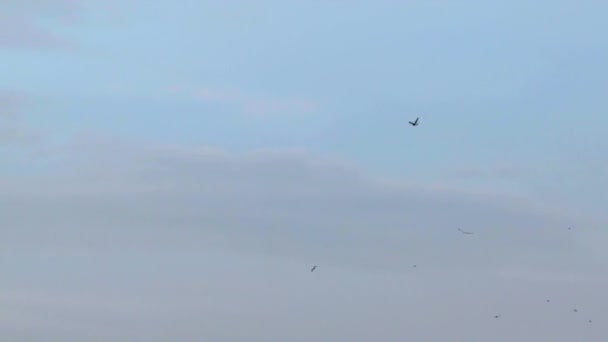 A large flock of birds flying in the sky. — Stock Video