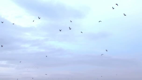 A large flock of birds flying in the sky. — Stock Video