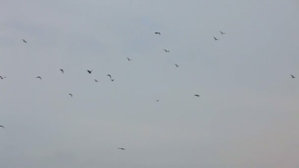 Ein großer Vogelschwarm fliegt in den Himmel. — Stockvideo