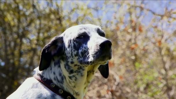 Na moldura close-up da cabeça do cão. O cão cheira o ar, ligeiramente virando a cabeça para a câmera . — Vídeo de Stock
