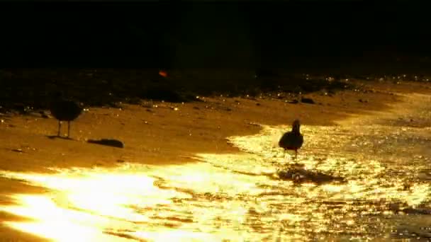 Beautiful sunset glow. Beautiful sunlit waves rolled on the sandy shore on which run gulls. Sunset. — Stock Video