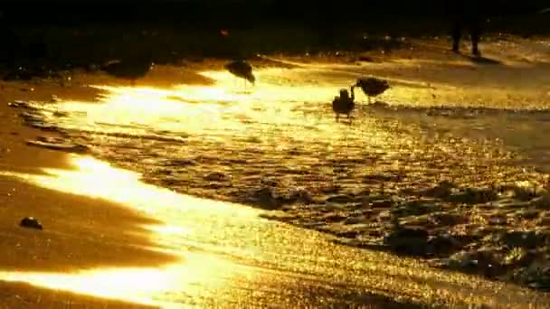 Beautiful sunset glow. Beautiful sunlit waves rolled on the sandy shore on which run gulls. Sunset. — Stock Video