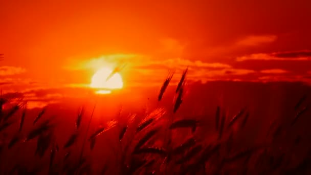 Puesta de sol en el campo. Hermosa puesta de sol ardiente en el fondo de las espigas de trigo . — Vídeos de Stock