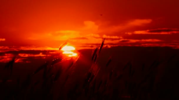 Puesta de sol en el campo. Hermosa puesta de sol ardiente en el fondo de las espigas de trigo . — Vídeos de Stock