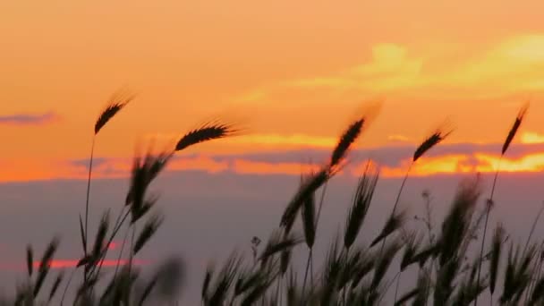 Puesta de sol en el campo. Hermosa puesta de sol ardiente en el fondo de las espigas de trigo . — Vídeos de Stock
