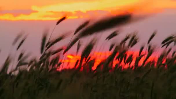 Západ slunce na hřišti. krásný ohnivý západ slunce na pozadí uši pšenice. — Stock video