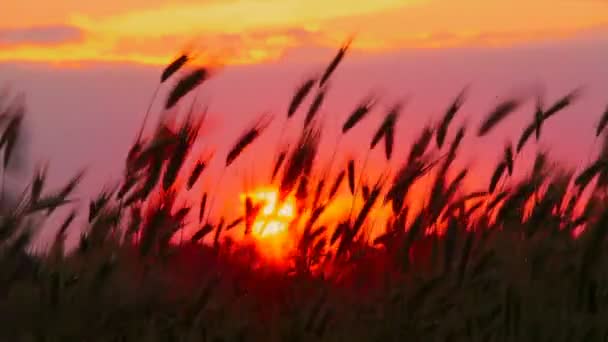 Coucher de soleil sur le terrain. Beau coucher de soleil ardent sur le fond des épis de blé . — Video