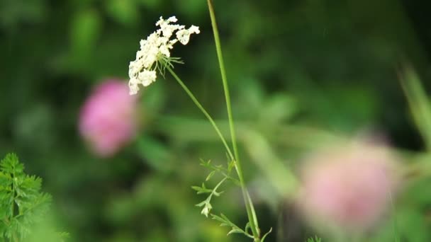 Flowers — Stock Video