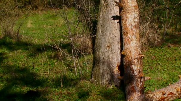 Hache dans l'arbre — Video