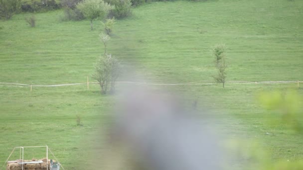 При полюванні — стокове відео