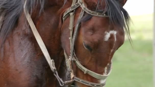 Paardrijden ahorse — Stockvideo