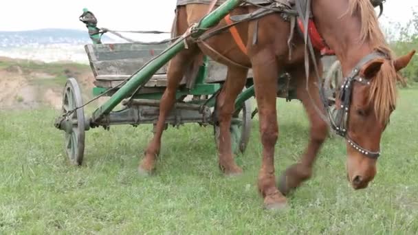 Pferd auf einem Feld — Stockvideo