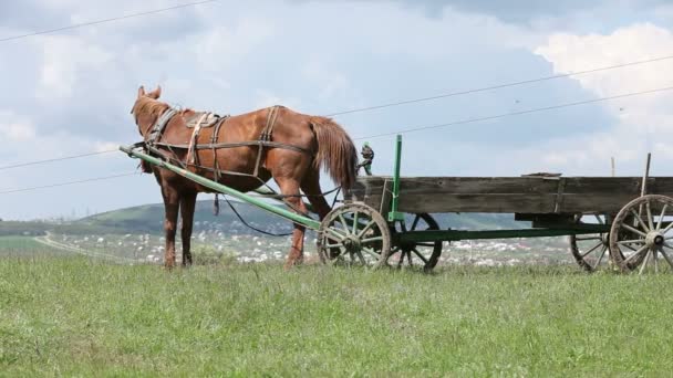 Animales de granja — Vídeo de stock