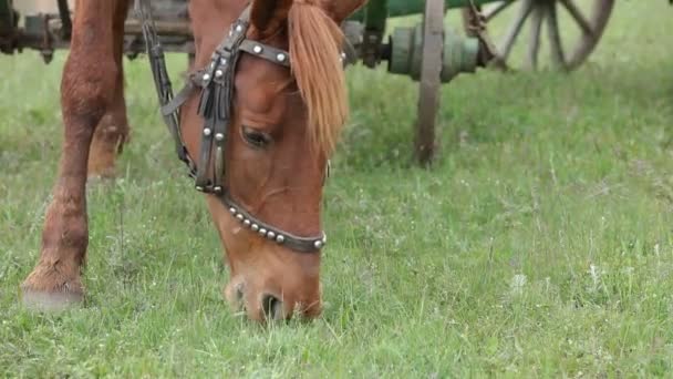 Alimentação de cavalos — Vídeo de Stock