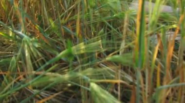 buğday kulaklar arasında