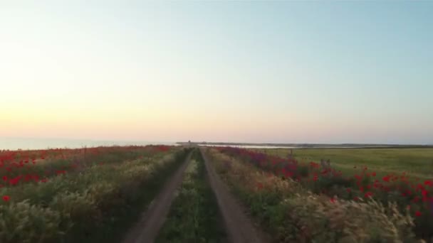 Straße in einem Feld — Stockvideo