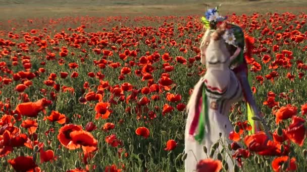 Ukraynalı kız çiçek açan gelincikler arasında bir alanda. çiçek açan gelincikler arasında. — Stok video