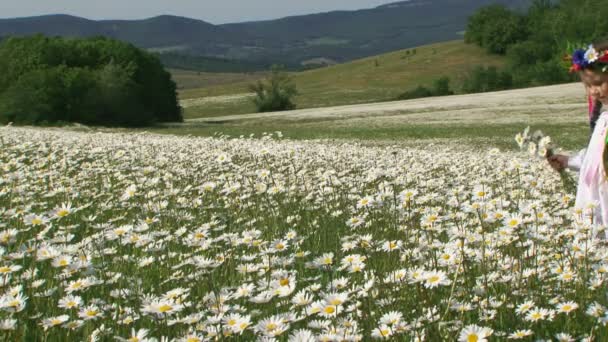 Kleines Mädchen in einem Feld blühender Kamille. inmitten blühender Kamille. — Stockvideo