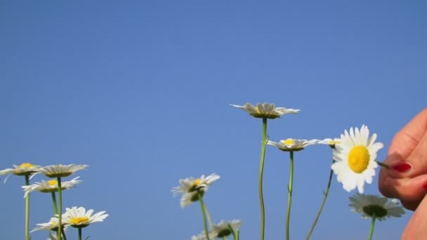 여자 chamomiles 부케에 대 한 따기입니다. 클로즈업입니다. chamomiles 따기. — 비디오