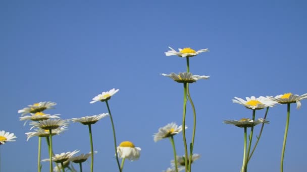 Bouquet di margherite — Video Stock