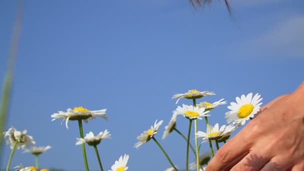 Donna che sceglie camomille per un bouquet. Raccolta di camomille . — Video Stock