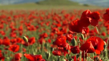 Çiçek açmış gelincikler