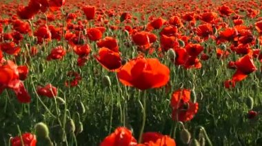 Kırmızı gelincikler tarlası