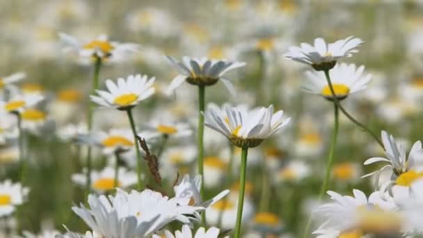 Champ de camomilles florissantes dans le vent 