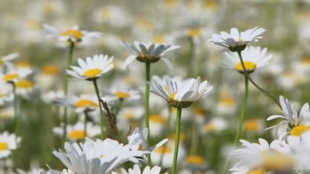 Fältet av blommande chamomiles i vinden — Stockvideo