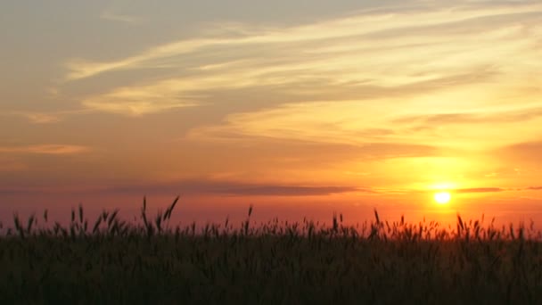 Paesaggio nuvoloso del cielo serale — Video Stock