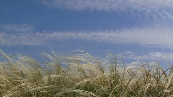 Herbe verte