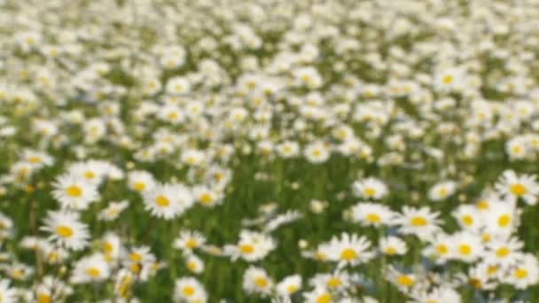 Området för blommande chamomiles i vinden. blommande chamomiles. — Stockvideo