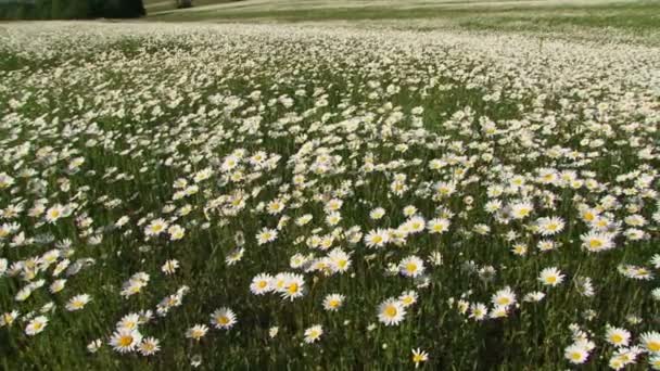 Champ de camomilles florissantes dans le vent. Camomilles en fleurs .