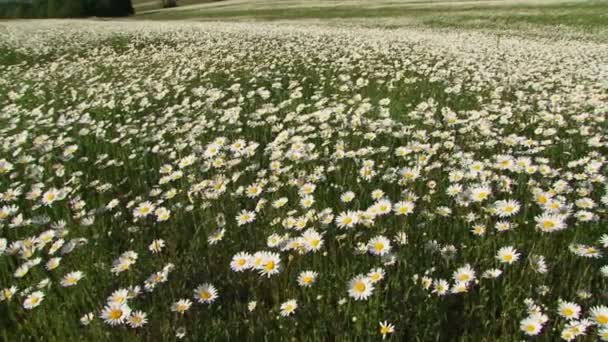 Field of blooming chamomiles in the wind. Blooming chamomiles. — Stock Video