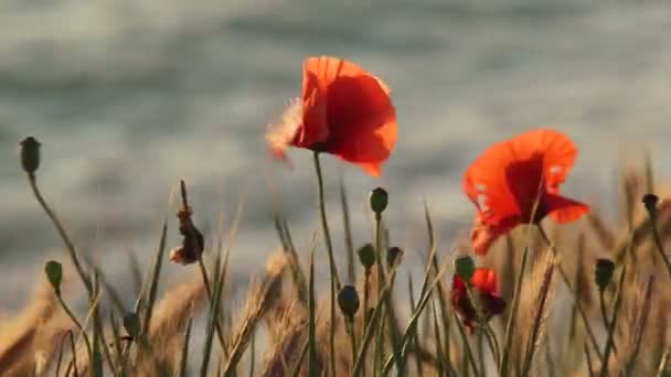 Blooming poppies — Stock Video